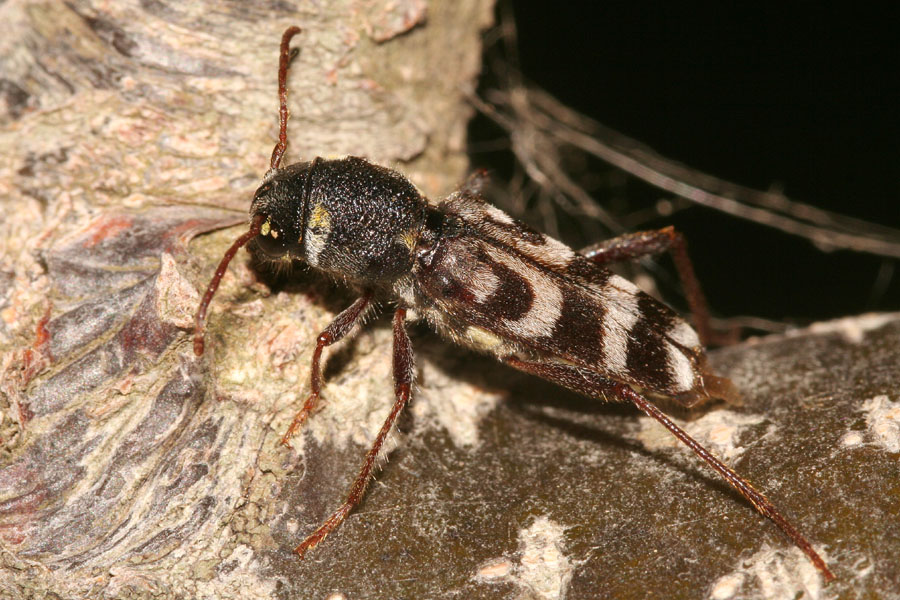 Xylotrechus arvicola  (Cerambycidae Cerambicinae Clytini)